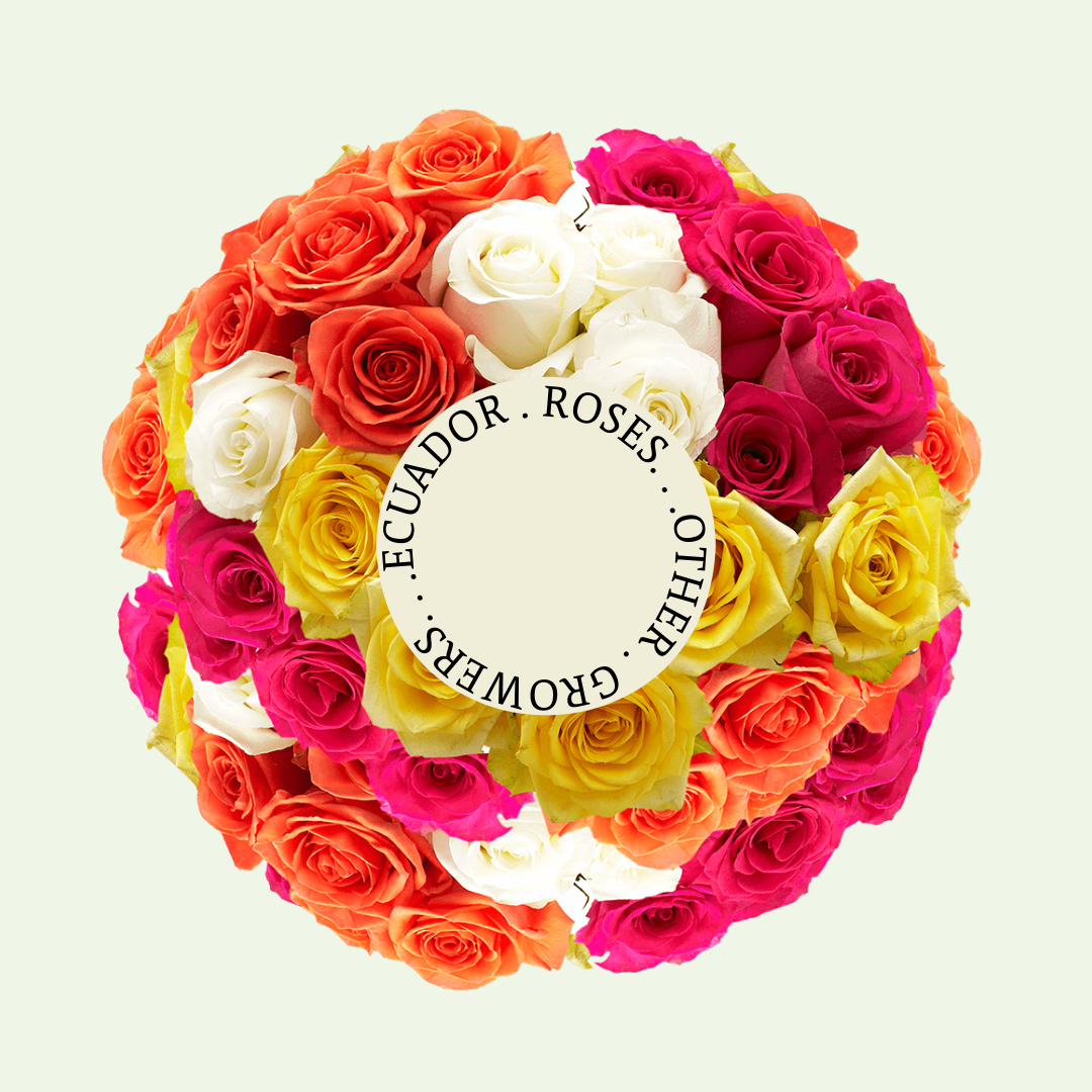 T - Ecu - MQ.png (1.10 MB)